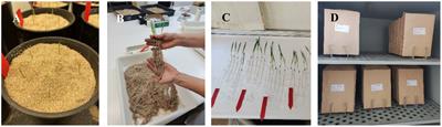 Genetic control of root/shoot biomass partitioning in barley seedlings